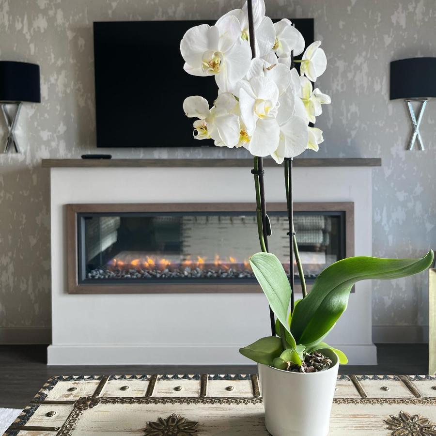 Boulevard Hotel 黑潭 外观 照片 A white orchid in a living room